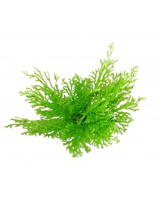 Balai plastique bouleau 2